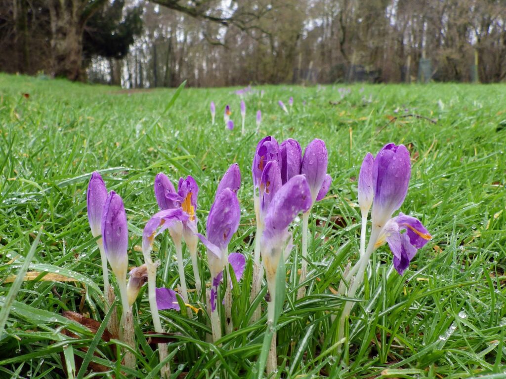 This image has an empty alt attribute; its file name is Crocus_March-2024_Miles-1024x768.jpg